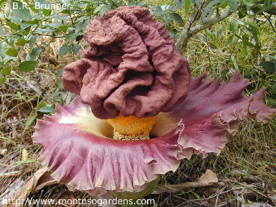 the elephant yam flower that attracts carrion beetles with its rotting meat smell