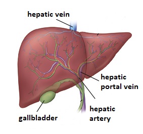 the liver is responsible for numerous metabolic functions